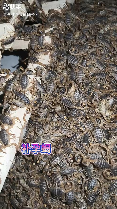 中国蝎子有哪些常见品种?-第3张图片-宁夏农业信息网 中国蝎子有哪些常见品种?-第3张图片-宁夏农业信息网