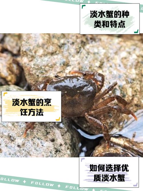 螃蟹池塘水草怎么种才合适？-第2张图片-宁夏农业信息网