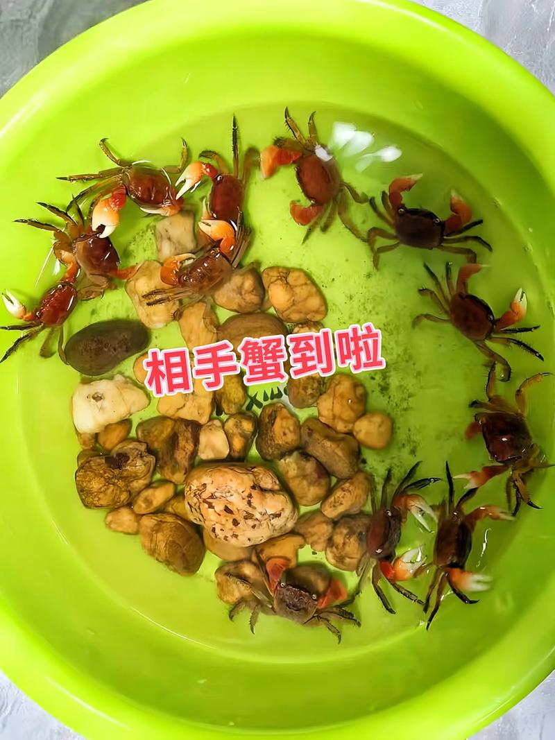 螃蟹池塘水草怎么种才合适？-第3张图片-宁夏农业信息网