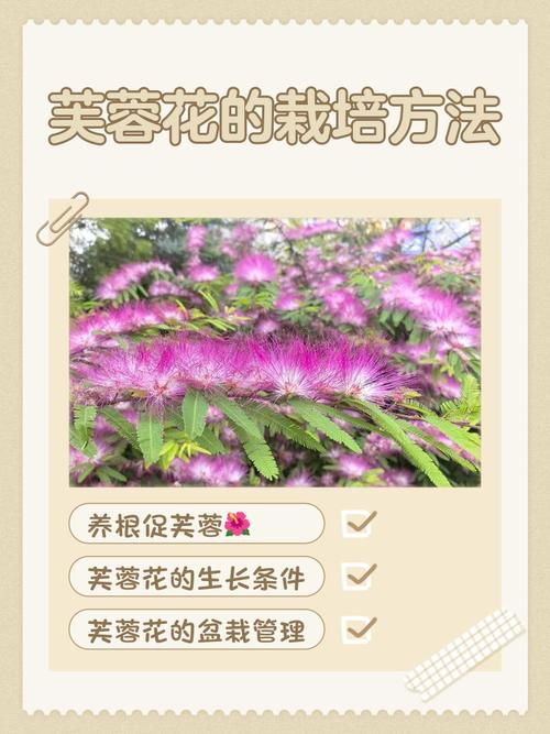 芙蓉花怎么养？图片看养殖方法！-第1张图片-宁夏农业信息网