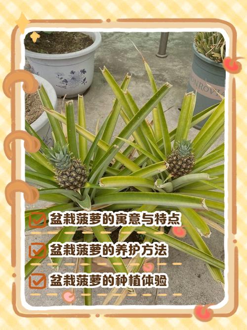 菠萝怎么种？这些注意事项要记牢！-第1张图片-宁夏农业信息网