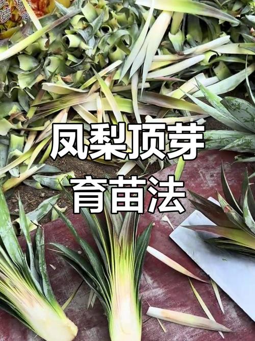 菠萝怎么种？这些注意事项要记牢！-第2张图片-宁夏农业信息网