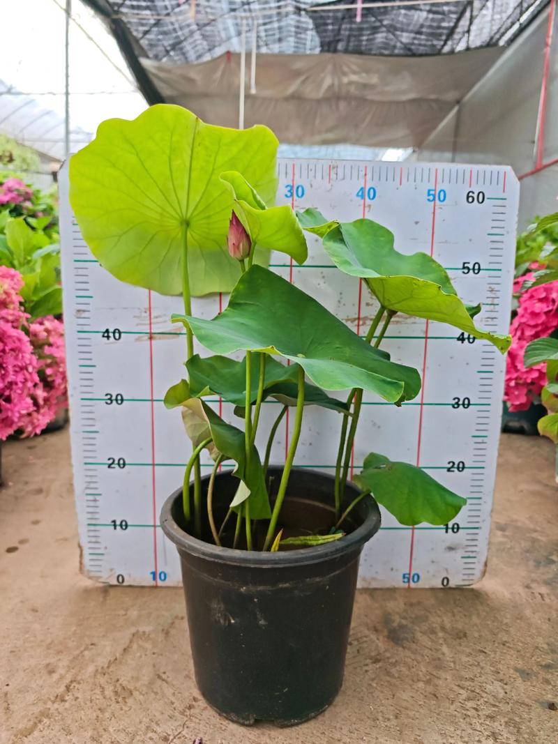 刚买荷花怎么种才能活？-第1张图片-宁夏农业信息网