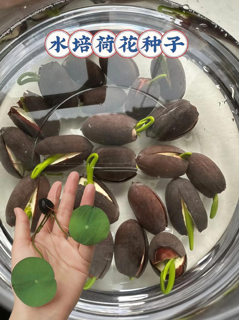 刚买荷花怎么种才能活？-第2张图片-宁夏农业信息网