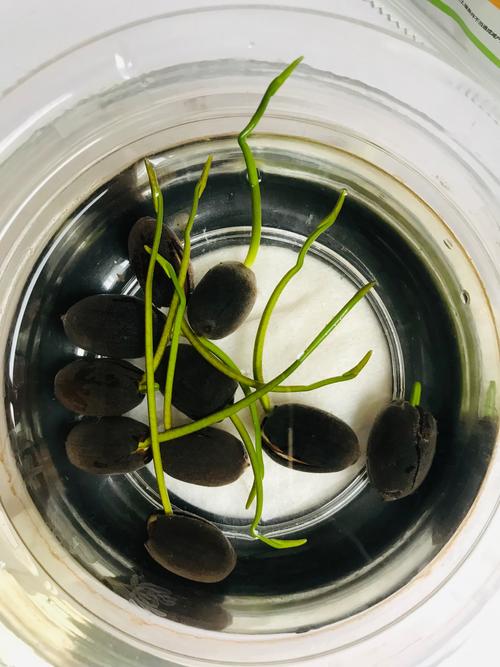 刚买荷花怎么种才能活？-第3张图片-宁夏农业信息网