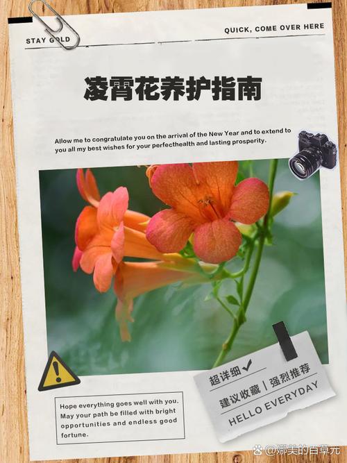 凌霄花怎么养才爆花?-第2张图片-宁夏农业信息网 凌霄花怎么养才爆花?-第2张图片-宁夏农业信息网