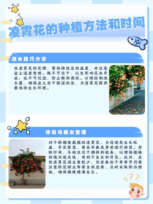 凌霄花怎么养才爆花？-第3张图片-宁夏农业信息网