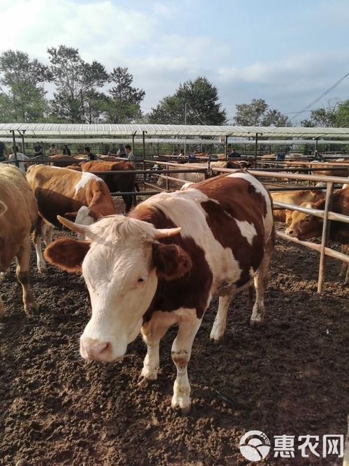 东北适合养哪些品种牛？-第2张图片-宁夏农业信息网