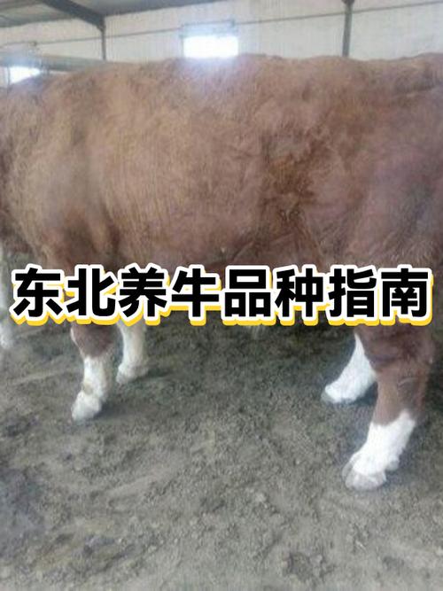 东北适合养哪些品种牛？-第3张图片-宁夏农业信息网
