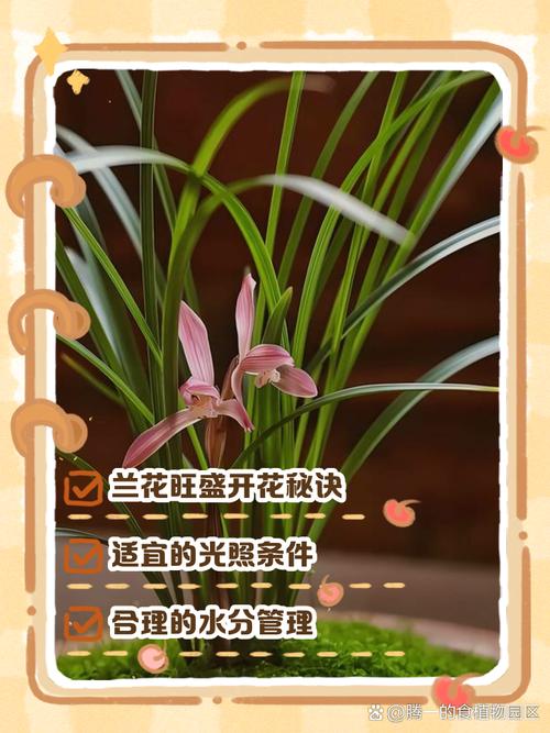 兰花的花能怎么吃？有哪些用法？-第2张图片-宁夏农业信息网