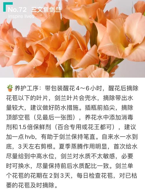 兰花的花能怎么吃？有哪些用法？-第3张图片-宁夏农业信息网