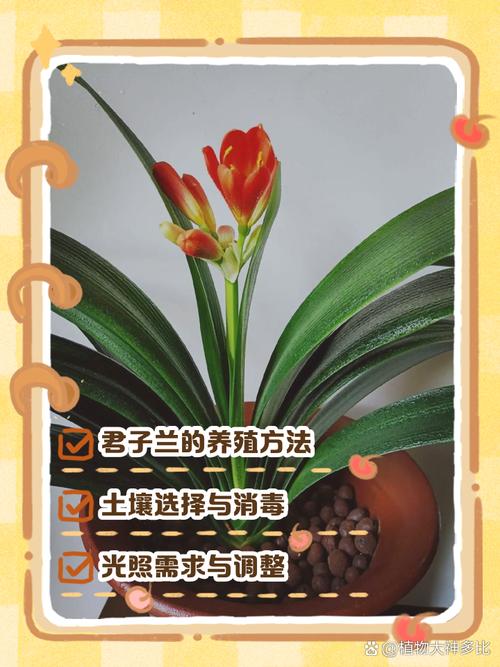 君子兰品种多，怎么养才好？-第1张图片-宁夏农业信息网