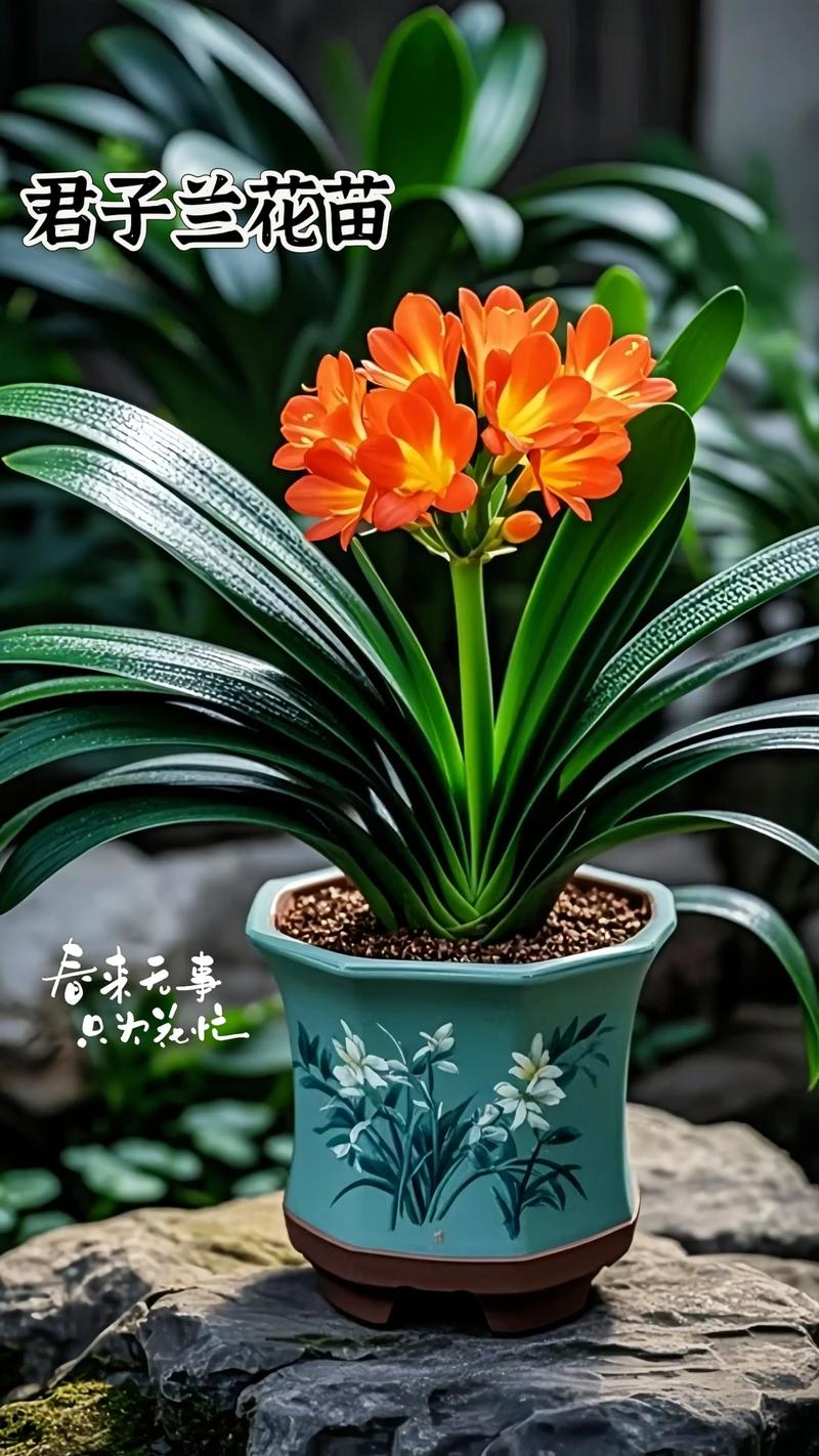 君子兰品种多，怎么养才好？-第2张图片-宁夏农业信息网