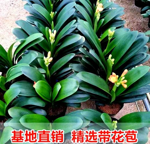 君子兰品种多，怎么养才好？-第3张图片-宁夏农业信息网