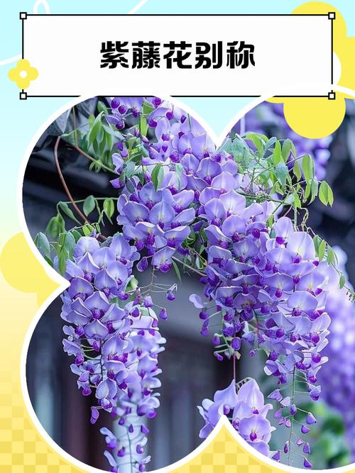 紫藤哪个品种开花量多且花色紫?-第1张图片-宁夏农业信息网 紫藤哪个品种开花量多且花色紫?-第1张图片-宁夏农业信息网