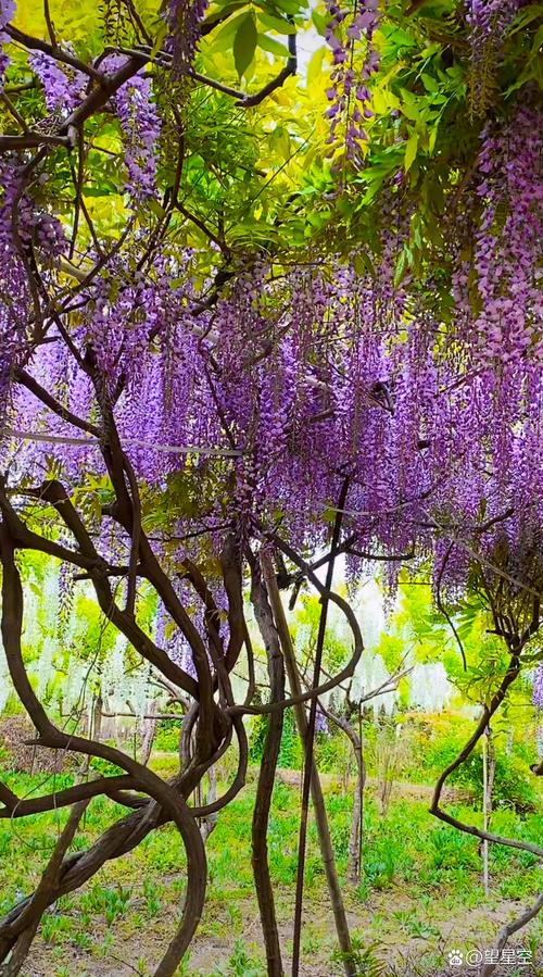 紫藤哪个品种开花量多且花色紫？-第3张图片-宁夏农业信息网