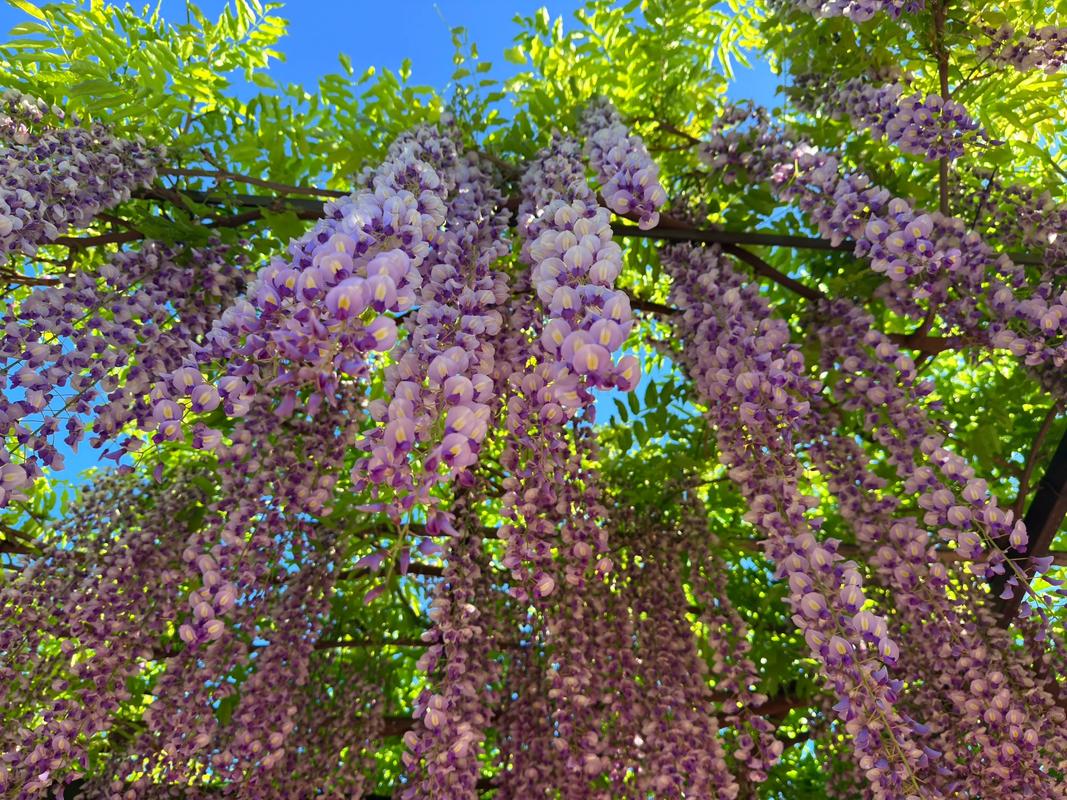 紫藤哪个品种开花量多且花色紫？-第2张图片-宁夏农业信息网