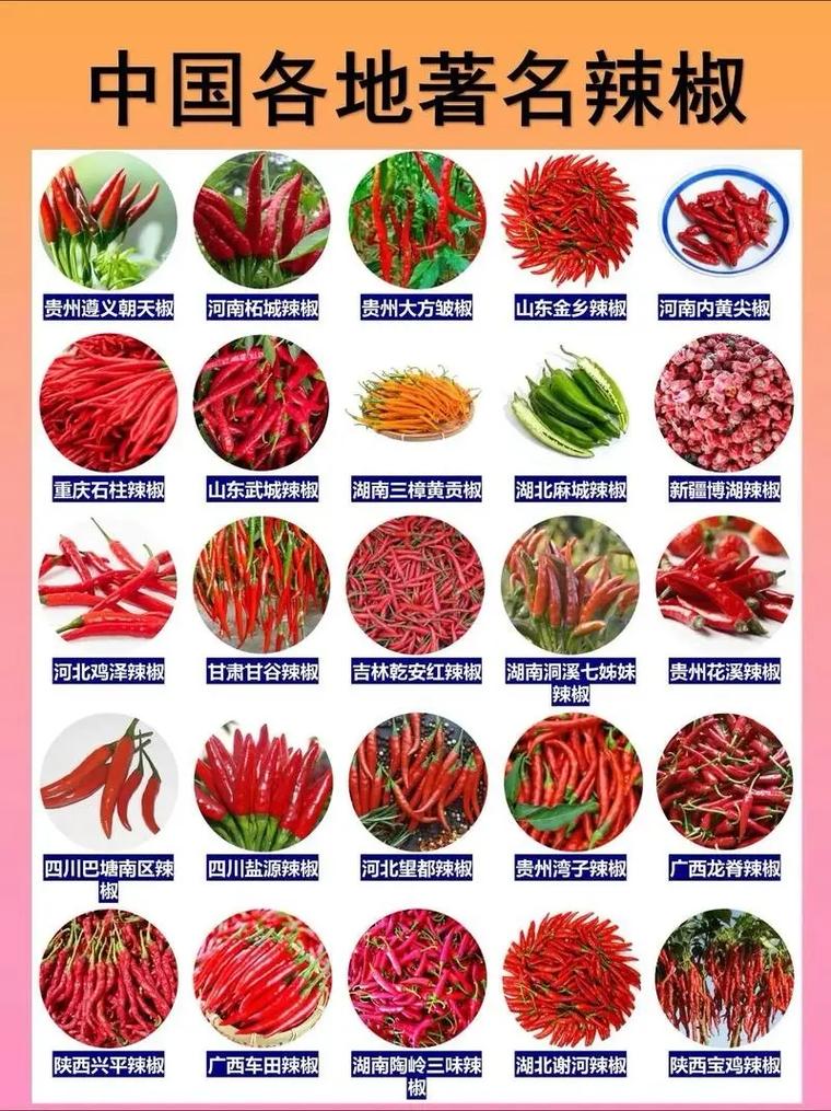 辣椒品种有哪些?分类及图片解析-第1张图片-宁夏农业信息网 辣椒品种有哪些?分类及图片解析-第1张图片-宁夏农业信息网