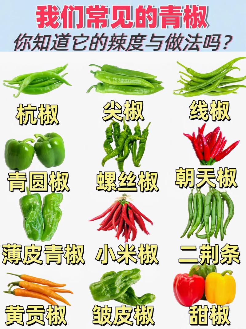 辣椒品种有哪些?分类及图片解析-第3张图片-宁夏农业信息网 辣椒品种有哪些?分类及图片解析-第3张图片-宁夏农业信息网