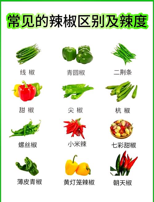 辣椒品种有哪些?分类及图片解析-第2张图片-宁夏农业信息网 辣椒品种有哪些?分类及图片解析-第2张图片-宁夏农业信息网