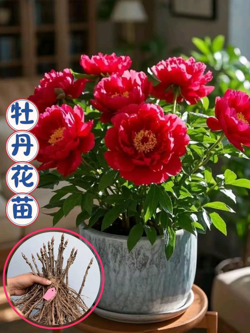 家庭牡丹花怎么种才开花？-第1张图片-宁夏农业信息网