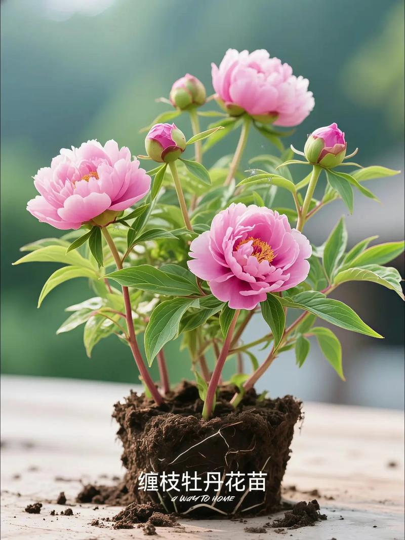 家庭牡丹花怎么种才开花？-第2张图片-宁夏农业信息网