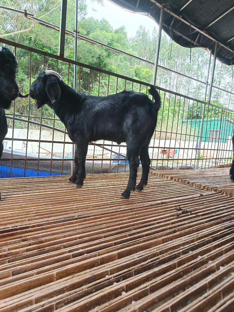 山羊品种最优选是哪个？-第1张图片-宁夏农业信息网