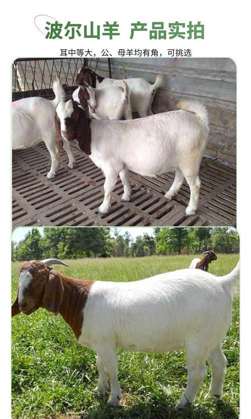 山羊品种最优选是哪个？-第3张图片-宁夏农业信息网