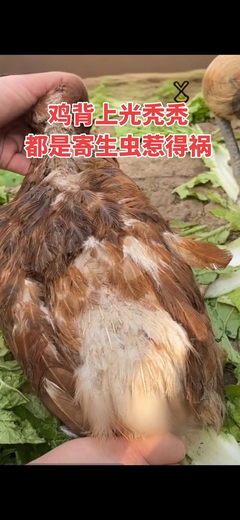 鸡有线虫怎么治？方法有哪些？-第1张图片-宁夏农业信息网