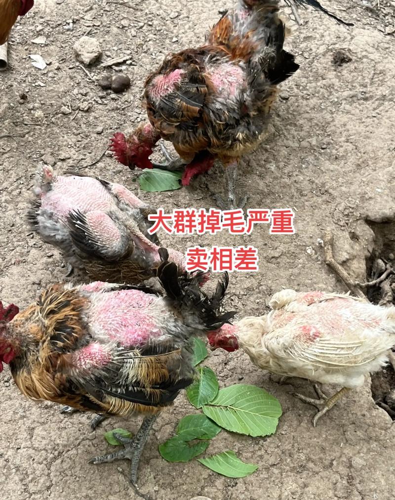 鸡有线虫怎么治？方法有哪些？-第3张图片-宁夏农业信息网