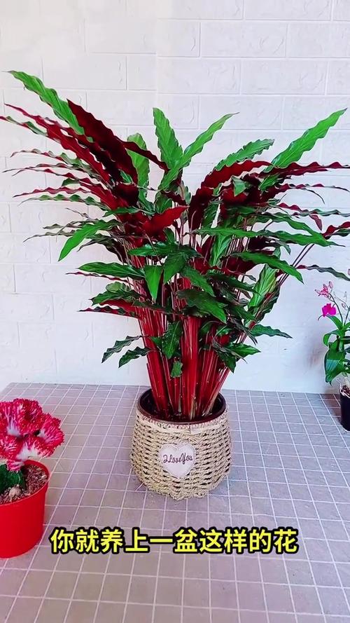 竹芋开花品种有哪些？-第1张图片-宁夏农业信息网