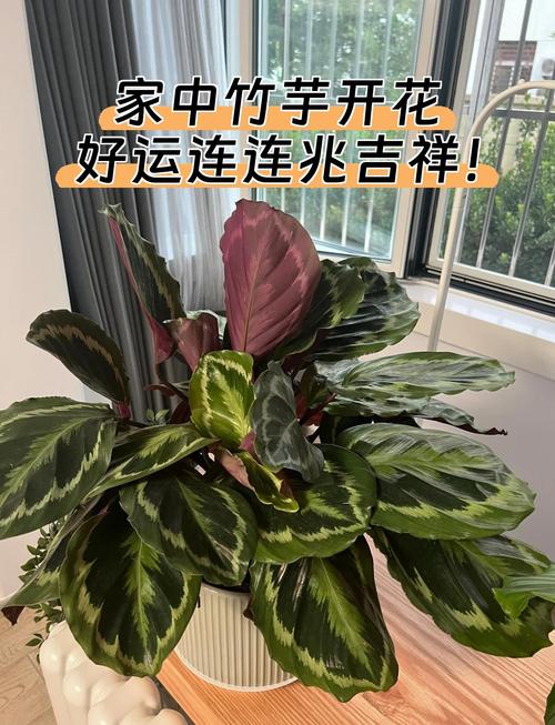 竹芋开花品种有哪些？-第2张图片-宁夏农业信息网