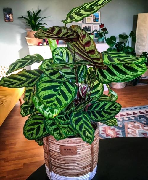 竹芋开花品种有哪些？-第3张图片-宁夏农业信息网