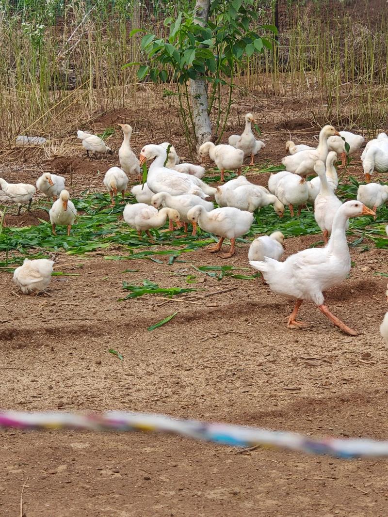 什么品种鹅适合放养？-第1张图片-宁夏农业信息网