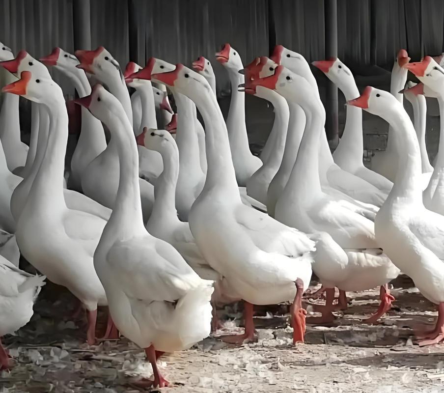 什么品种鹅适合放养？-第2张图片-宁夏农业信息网