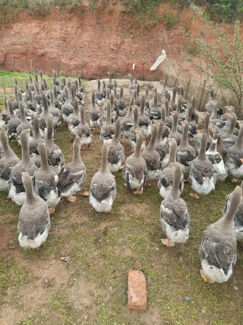 什么品种鹅适合放养？-第3张图片-宁夏农业信息网