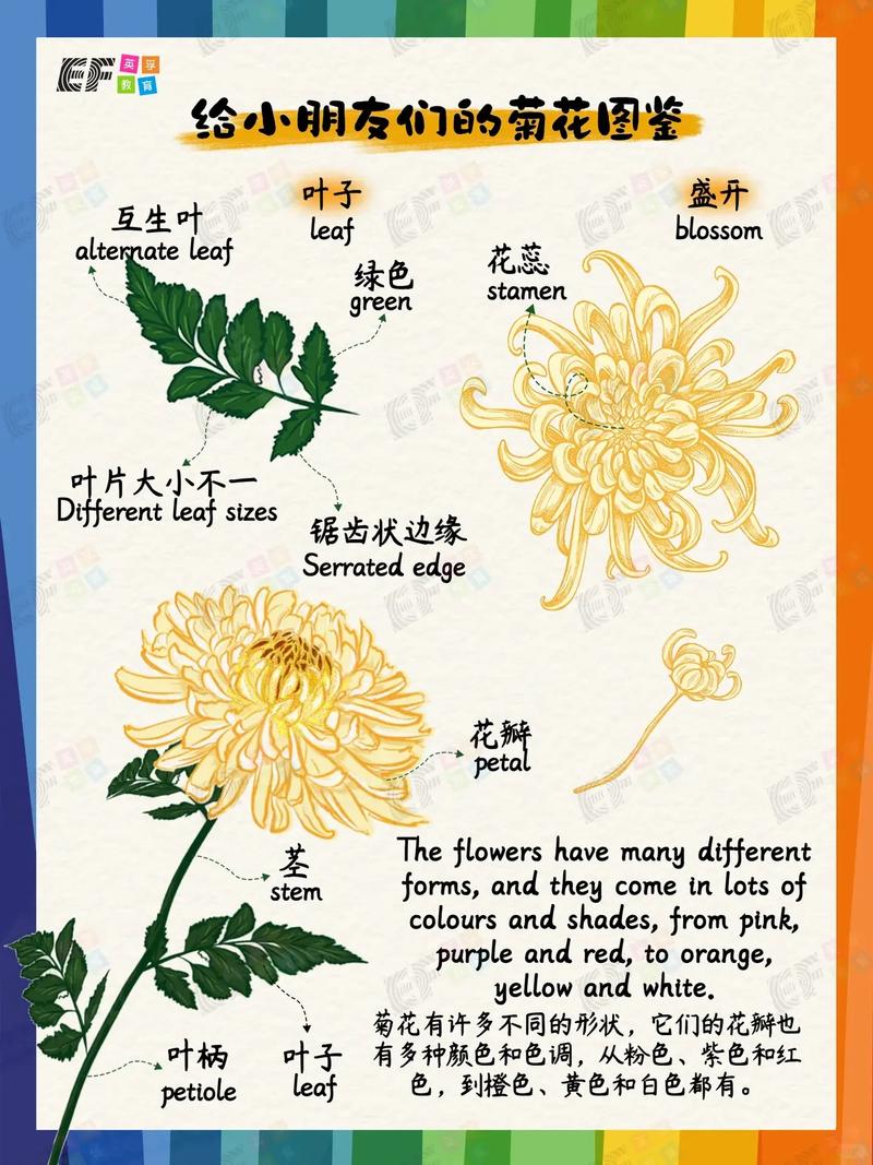 菊花品种名称与简介有哪些？-第2张图片-宁夏农业信息网