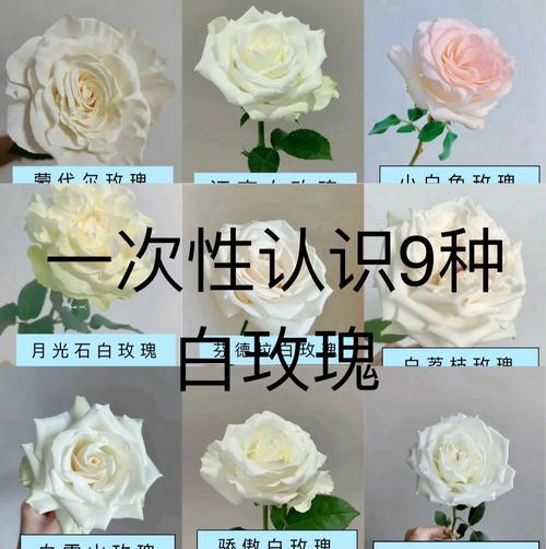 白玫瑰有哪些常见品种？-第1张图片-宁夏农业信息网