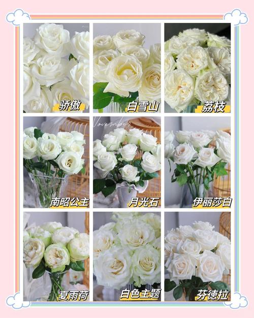 白玫瑰有哪些常见品种？-第2张图片-宁夏农业信息网
