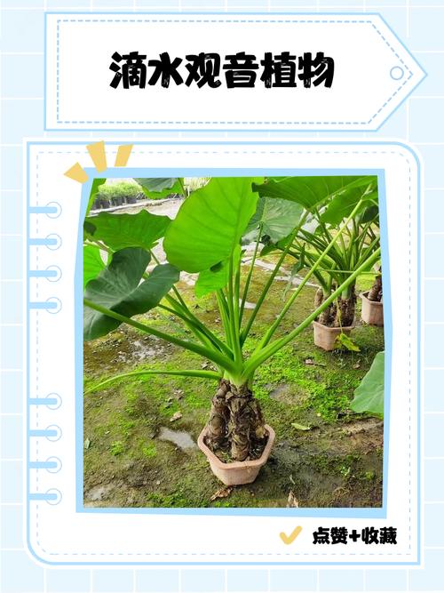 滴水观音有哪些品种？图片如何区分？-第1张图片-宁夏农业信息网