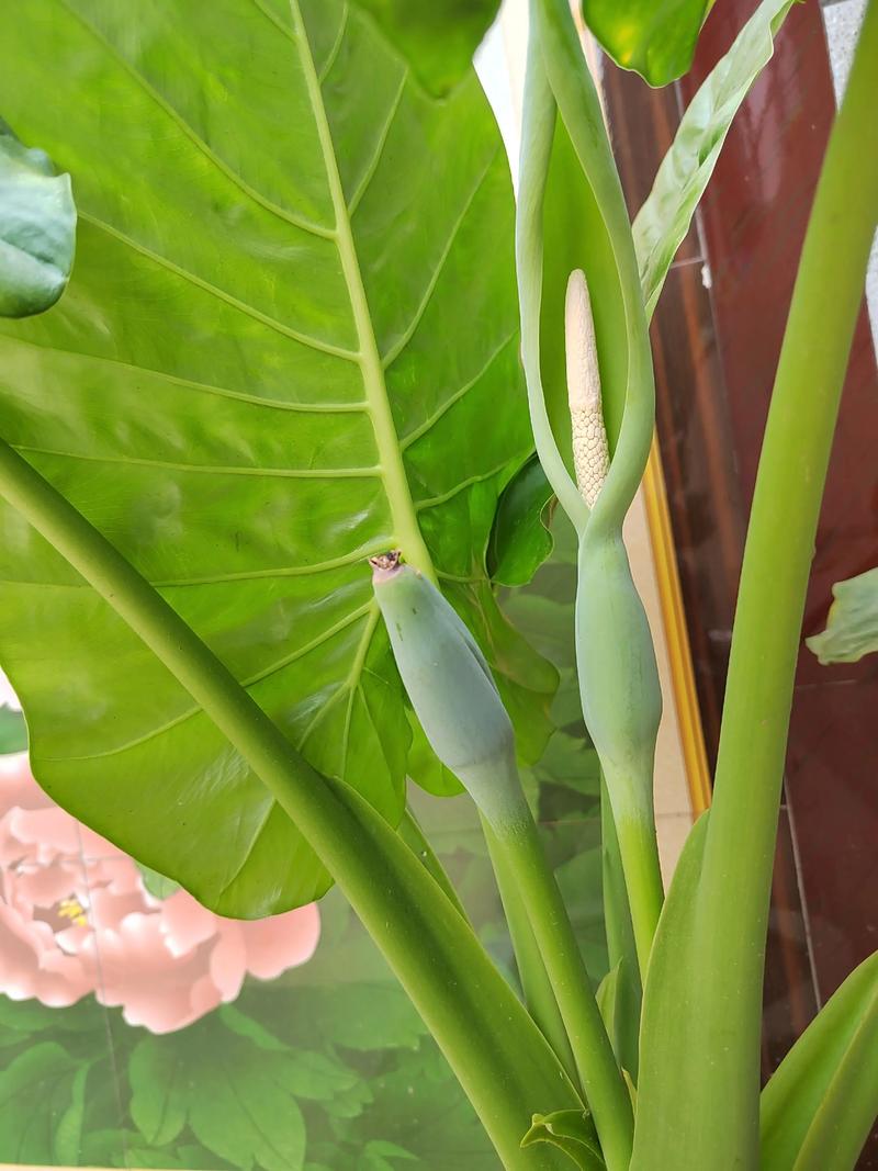 滴水观音有哪些品种？图片如何区分？-第2张图片-宁夏农业信息网