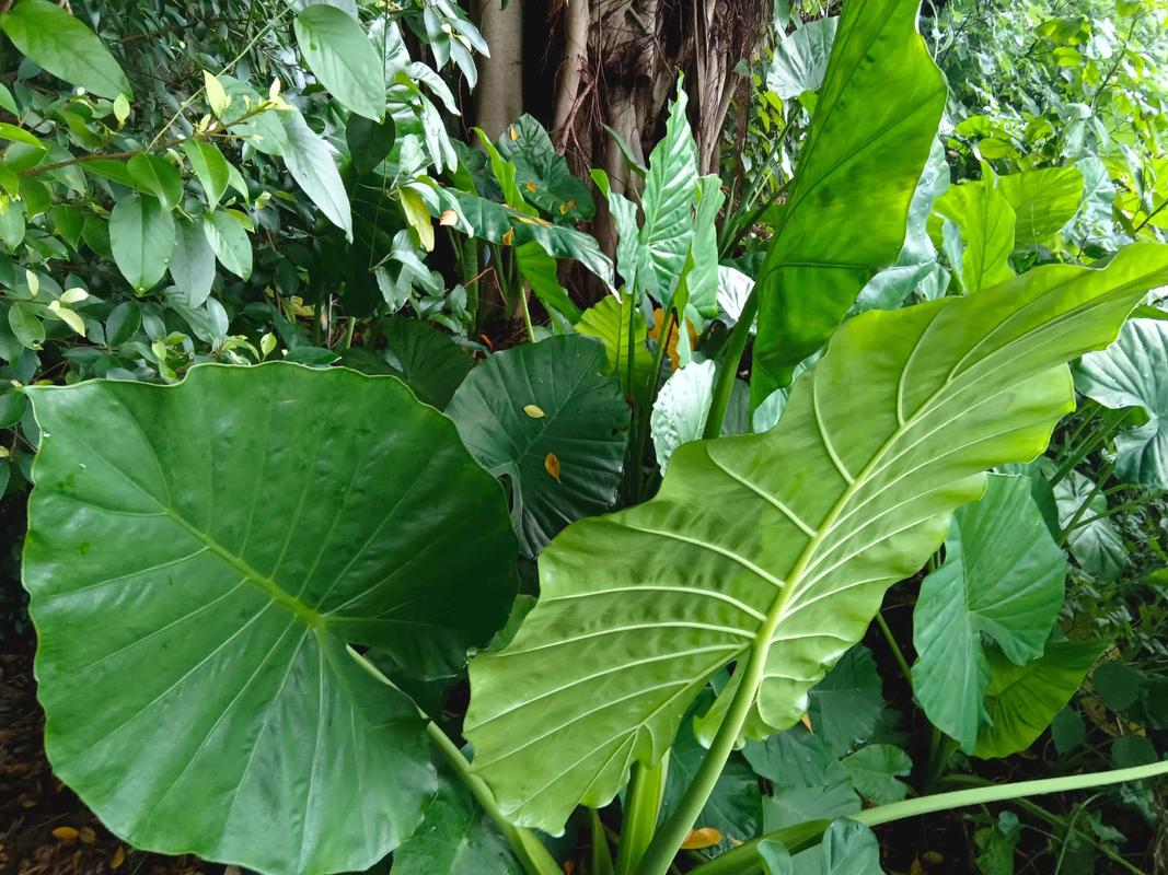 滴水观音有哪些品种？图片如何区分？-第3张图片-宁夏农业信息网