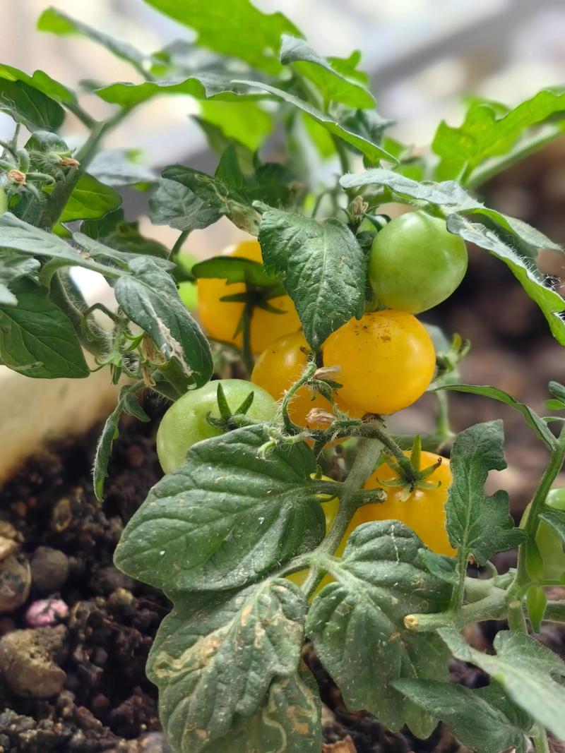 阳台种圣女果，什么品种好？-第1张图片-宁夏农业信息网