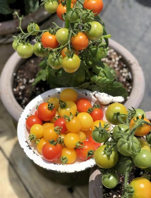 阳台种圣女果，什么品种好？-第2张图片-宁夏农业信息网