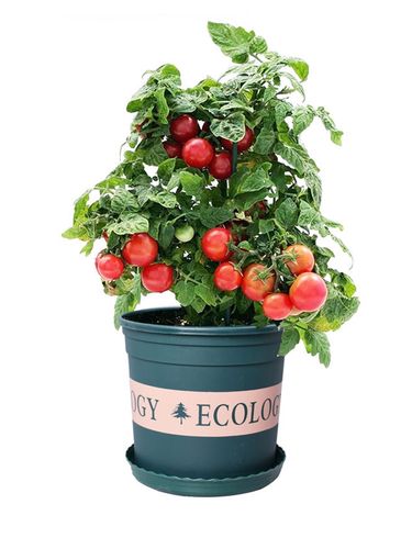 阳台种圣女果，什么品种好？-第3张图片-宁夏农业信息网