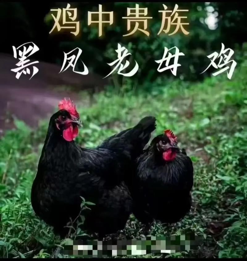 黑色鸡肉是什么品种？-第2张图片-宁夏农业信息网