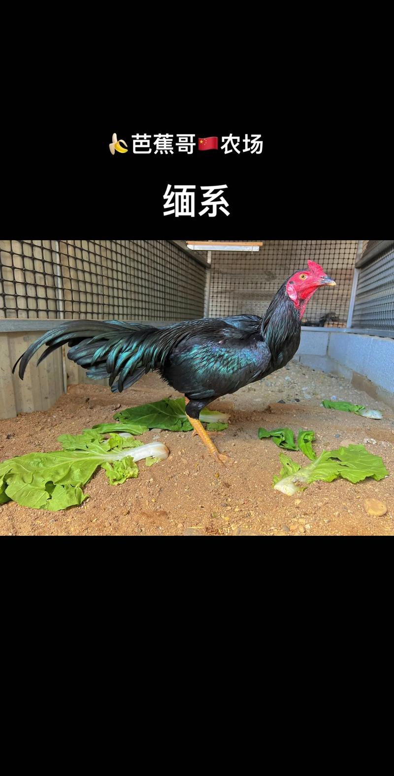 黑色鸡肉是什么品种？-第3张图片-宁夏农业信息网