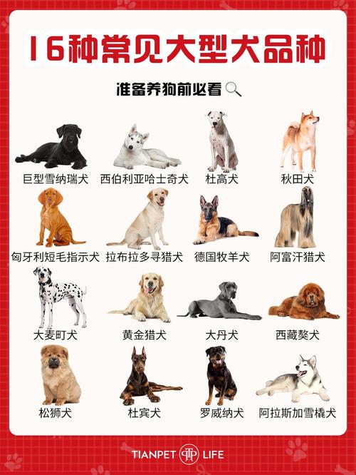 肉狗品种哪个更美味？-第3张图片-宁夏农业信息网