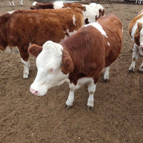 顶级肉牛品种是哪个？-第2张图片-宁夏农业信息网