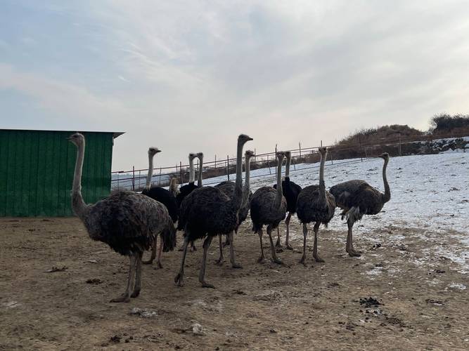 养殖鸵鸟哪个品种好？-第2张图片-宁夏农业信息网